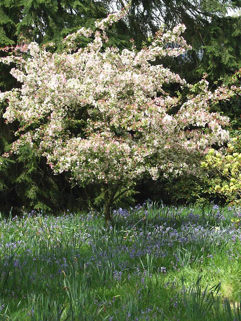 Azalea (Azalea Mollis) — Prefers partial shade and well-drained, acidic soil