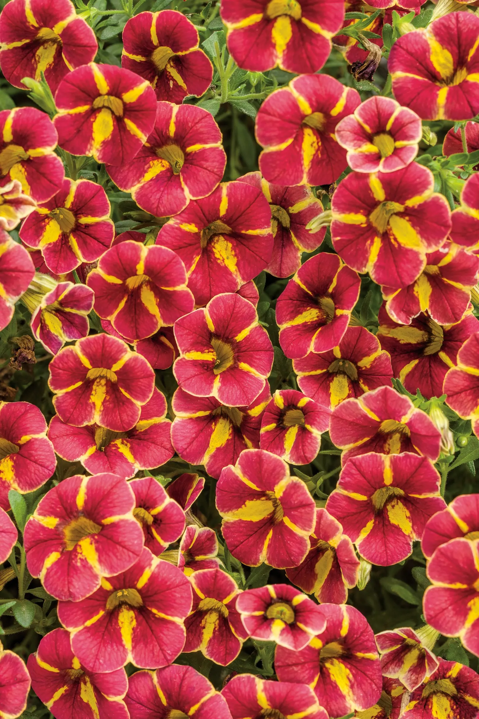 Cardinal Star™ Calibrachoa — Though grown as an annual in most climates