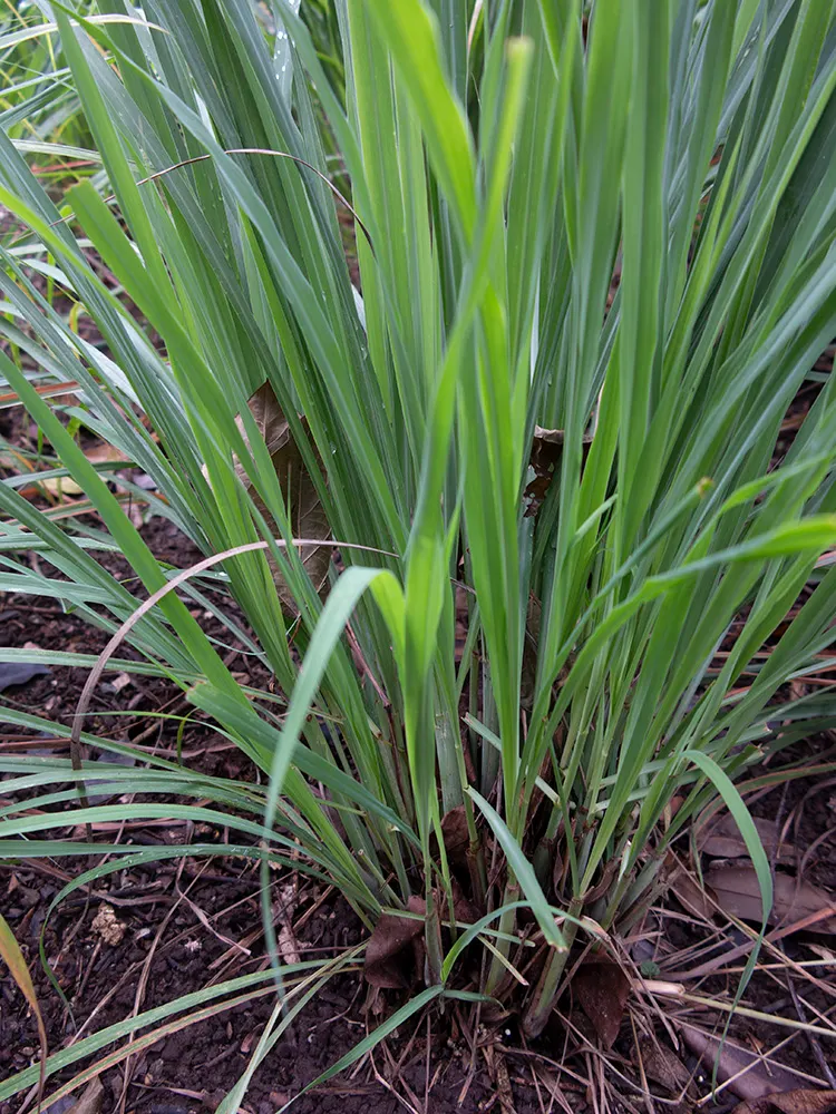 Lemon Grass (Cymbopogon Citratus) — making it a dual-purpose choice for your client's garden; it's not only a flavor-enhancing ingredient but also a natural