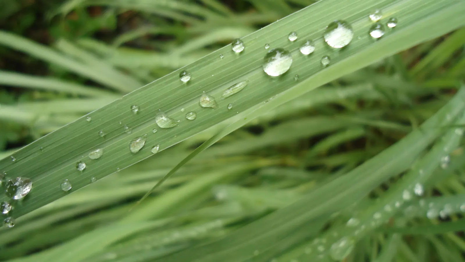 Lemon Grass (Cymbopogon Citratus) — requiring moderate watering - establish a consistent schedule; a tropical perennial herb, image 85