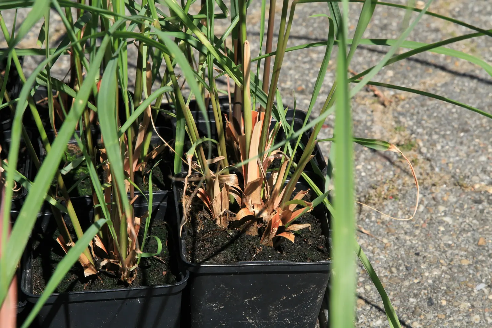 Lemon Grass (Cymbopogon Citratus) — a tropical perennial herb; grass with white blooms