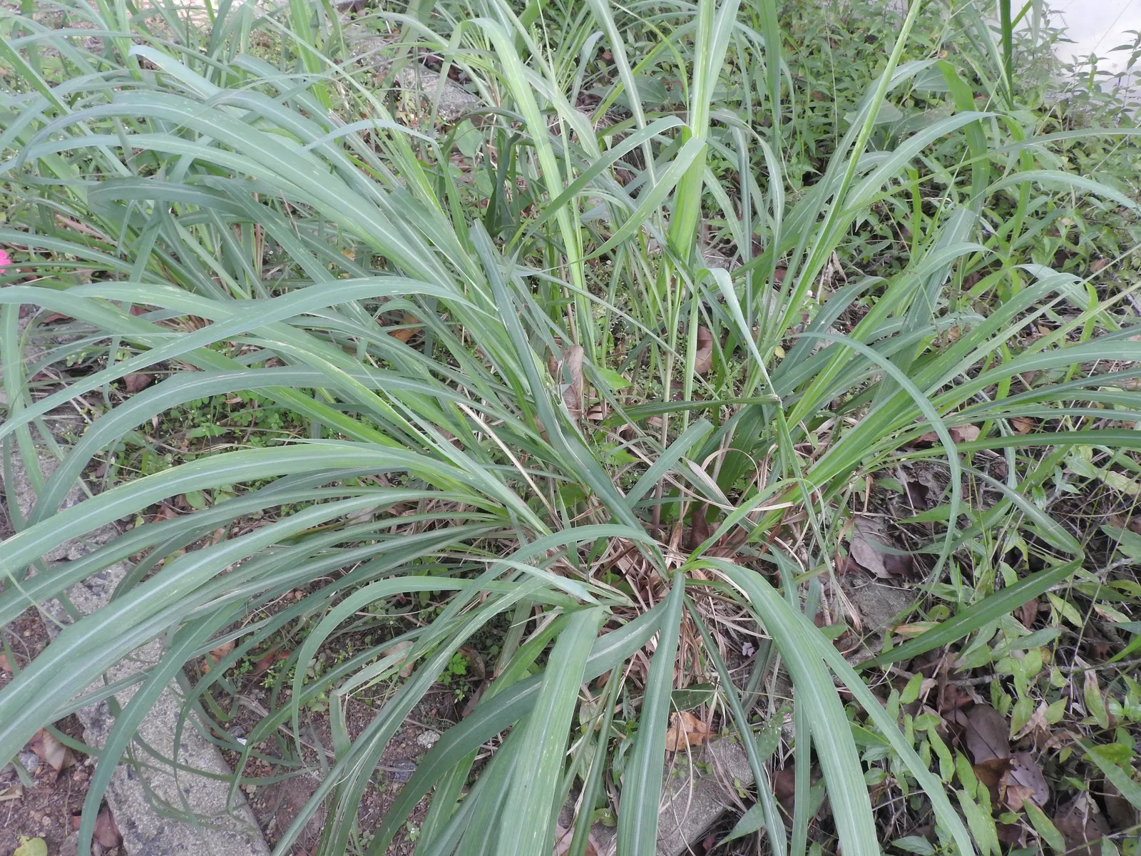 Lemon Grass (Cymbopogon Citratus) — it's not only a flavor-enhancing ingredient but also a natural deterrent for mosquitoes; reaching heights of 3, image 69