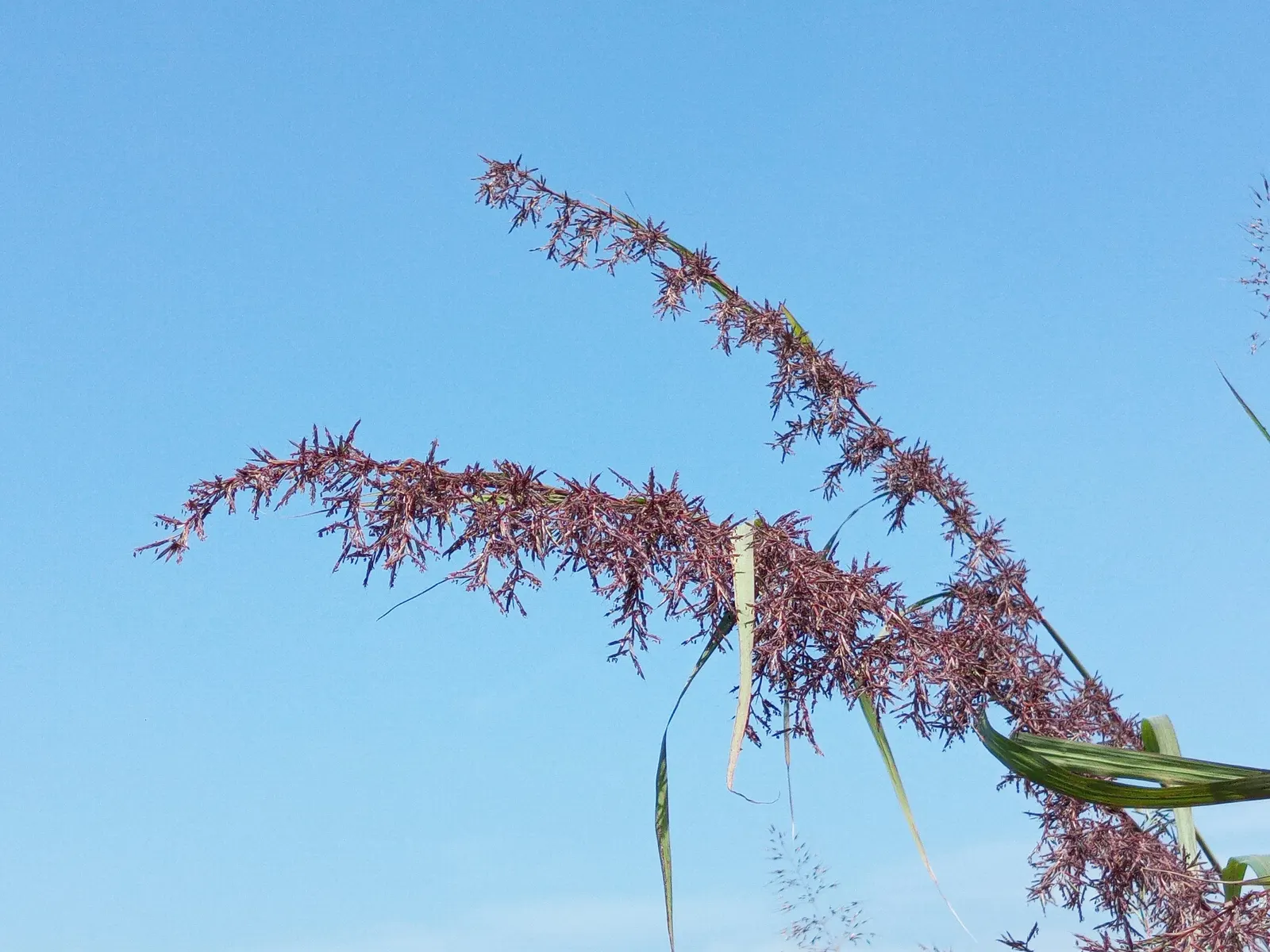 Lemon Grass (Cymbopogon Citratus) — This aromatic grass showcases thin, arching green leaves and a citrus scent; is an invaluable asset to any, image 58