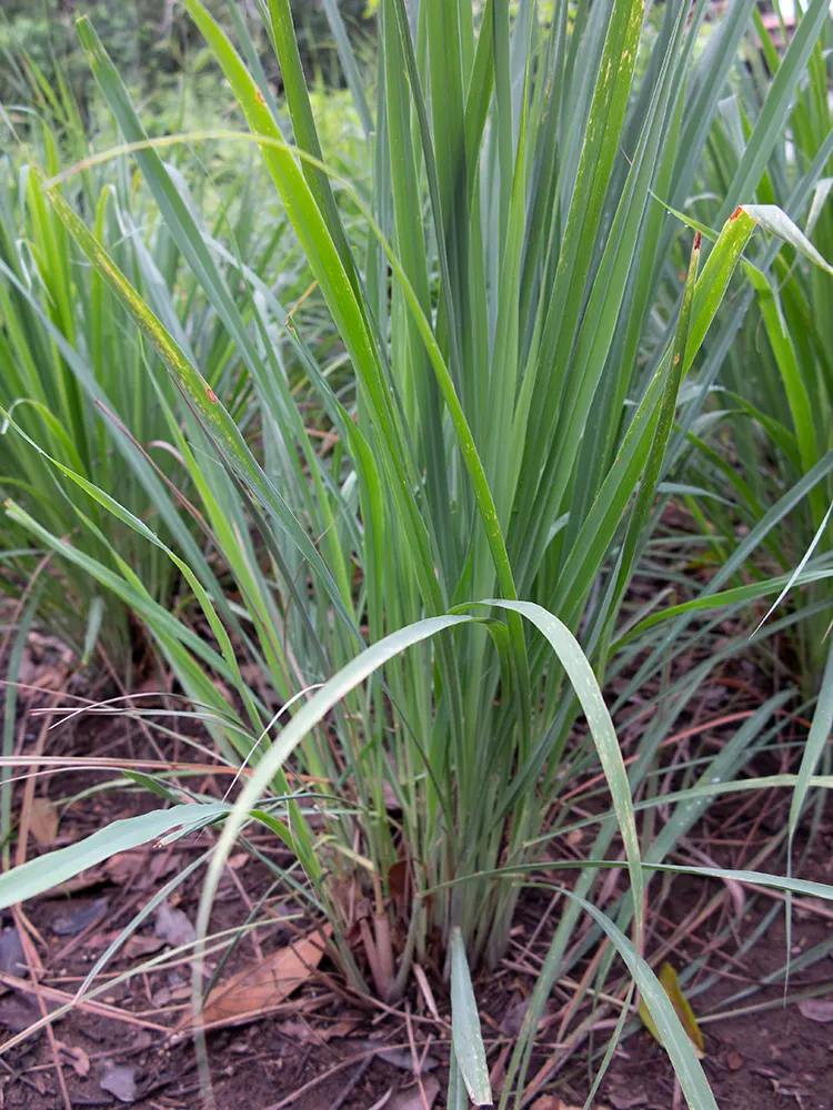 Lemon Grass (Cymbopogon Citratus) — the essential oil responsible for its citrus scent; white flowers in the garden, image 49