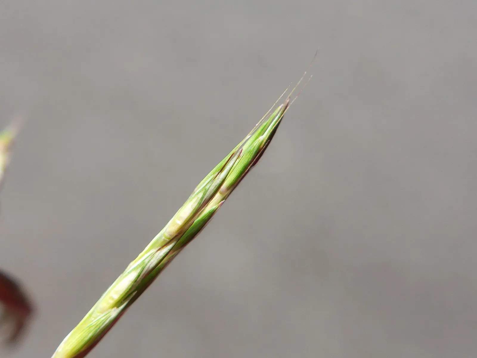 Lemon Grass (Cymbopogon Citratus) — requiring moderate watering - establish a consistent schedule; a tropical perennial herb, image 66