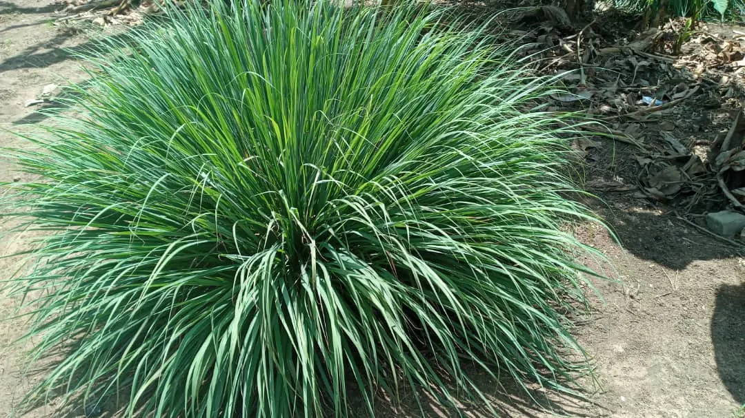 Lemon Grass (Cymbopogon Citratus) — it's not only a flavor-enhancing ingredient but also a natural deterrent for mosquitoes; reaching heights of 3, image 50