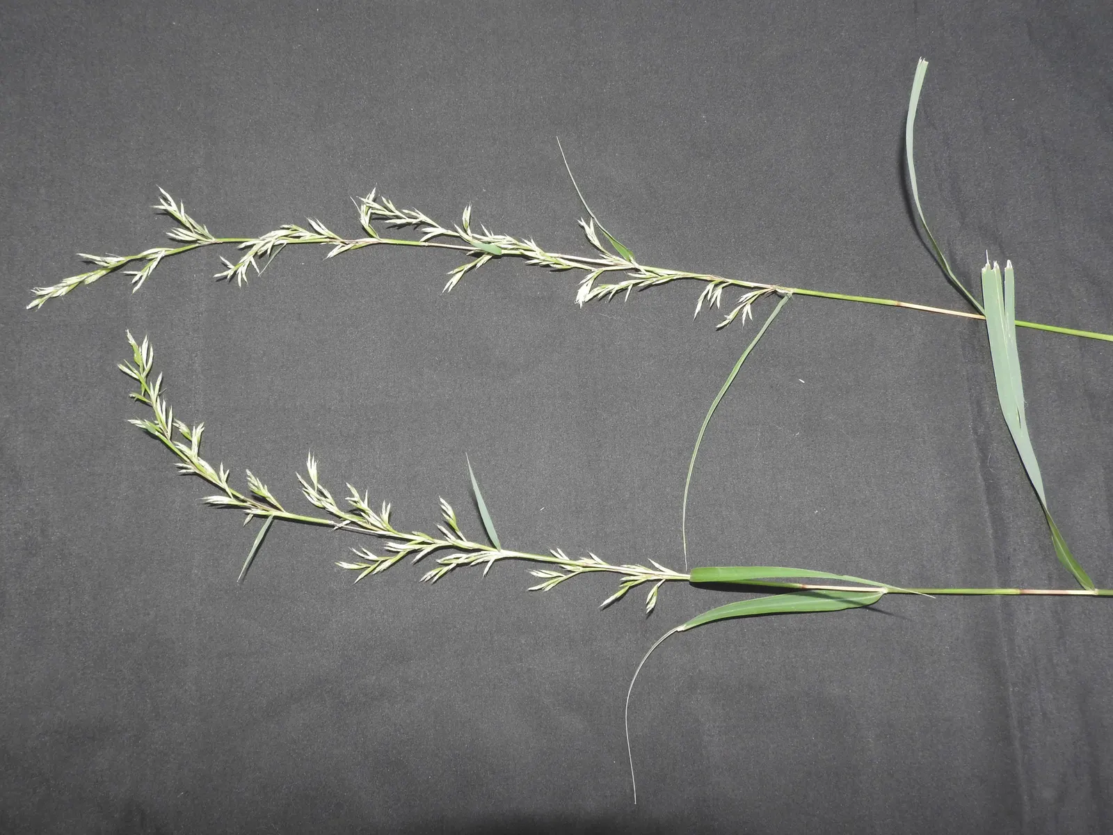 Lemon Grass (Cymbopogon Citratus) — emphasize the simplicity of Lemon Grass maintenance: full sun; pruning the tops will encourage fuller growth, image 54