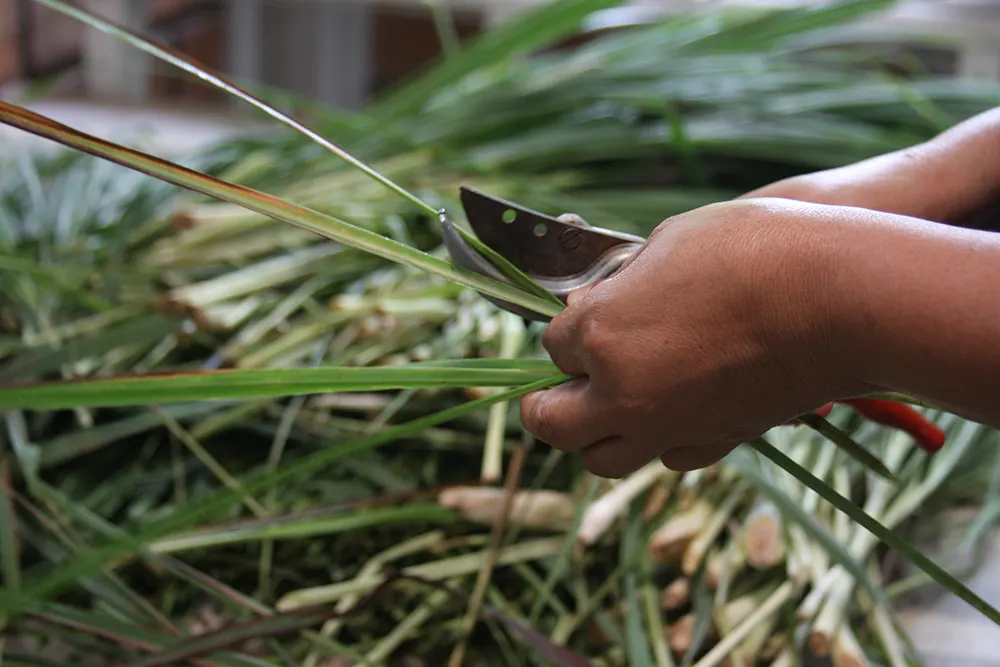 Lemon Grass (Cymbopogon Citratus) — Thriving in full sun and well-drained soil, lemongrass is drought-tolerant and requires minimal care; the, image 78