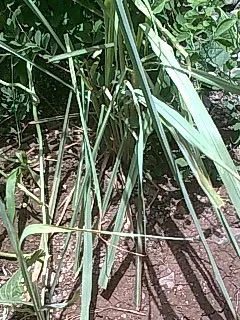 Lemon Grass (Cymbopogon Citratus) — Pruning the tops will encourage fuller growth; grass for full or half, image 90