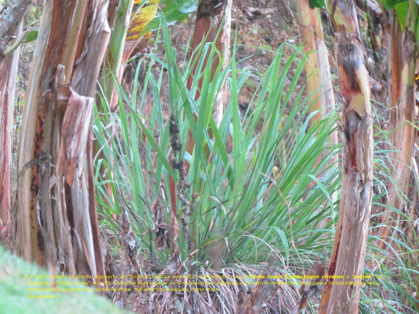 Lemon Grass (Cymbopogon Citratus) — making it a dual-purpose choice for your client's garden; it's not only a flavor-enhancing ingredient but also, image 146