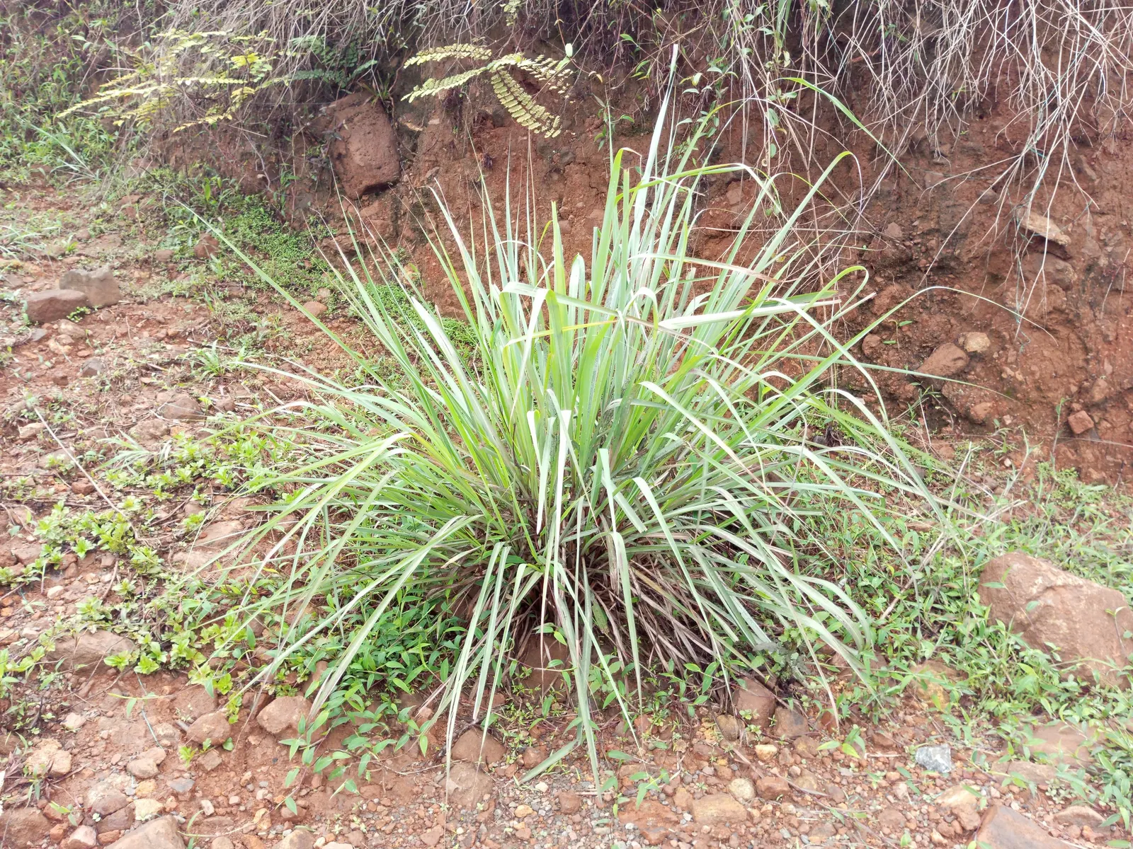 Lemon Grass (Cymbopogon Citratus) — reaching heights of 3 to 6 feet and spreading 2 to 4 feet wide; making it a dual-purpose choice for your, image 138
