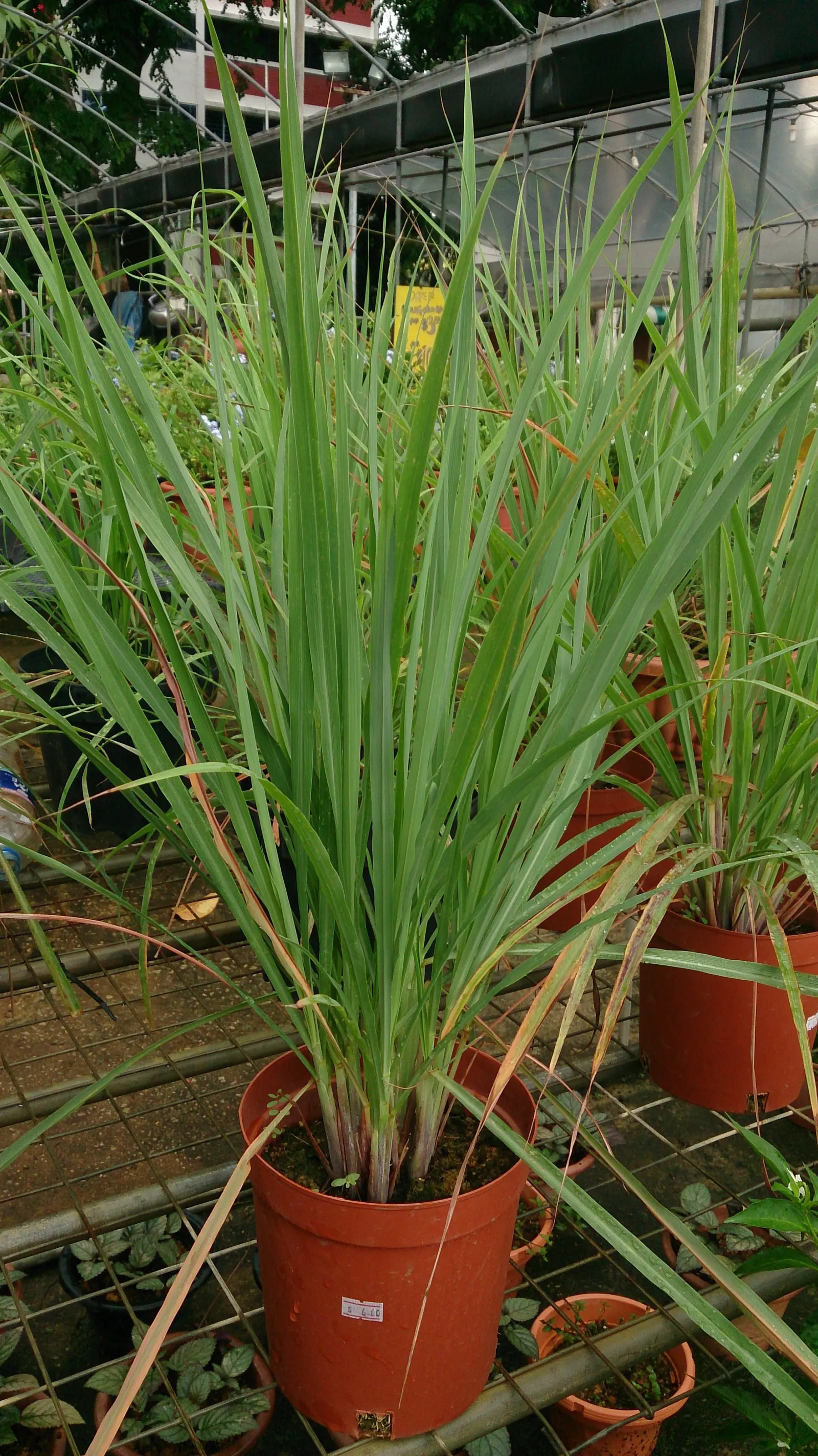 Lemon Grass (Cymbopogon Citratus) — grass with white blooms; requiring moderate watering - establish a consistent schedule, image 113