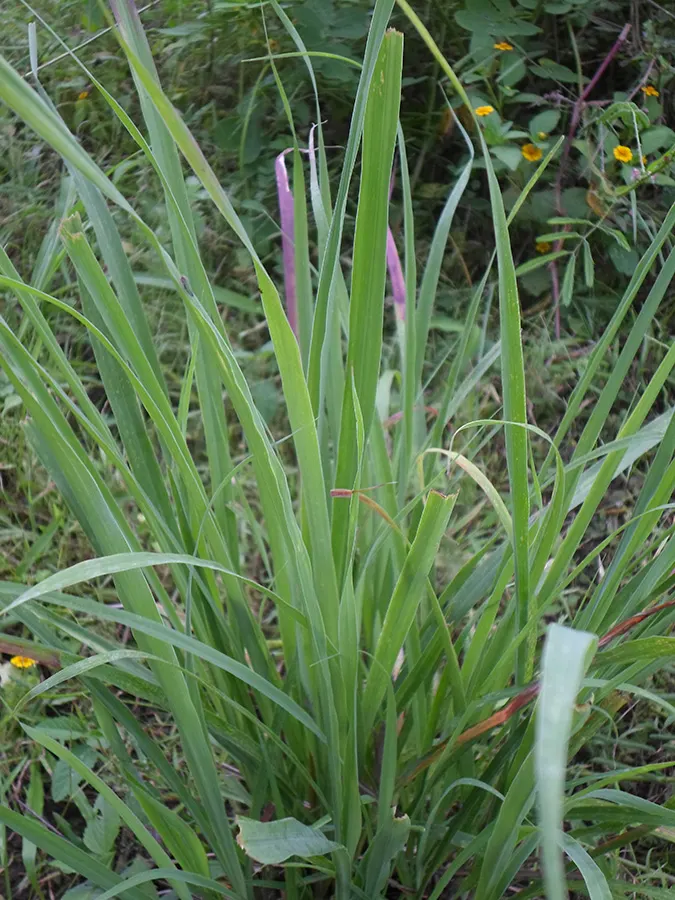 Lemon Grass (Cymbopogon Citratus) — This aromatic grass showcases thin, arching green leaves and a citrus scent; is an invaluable asset to any, image 96