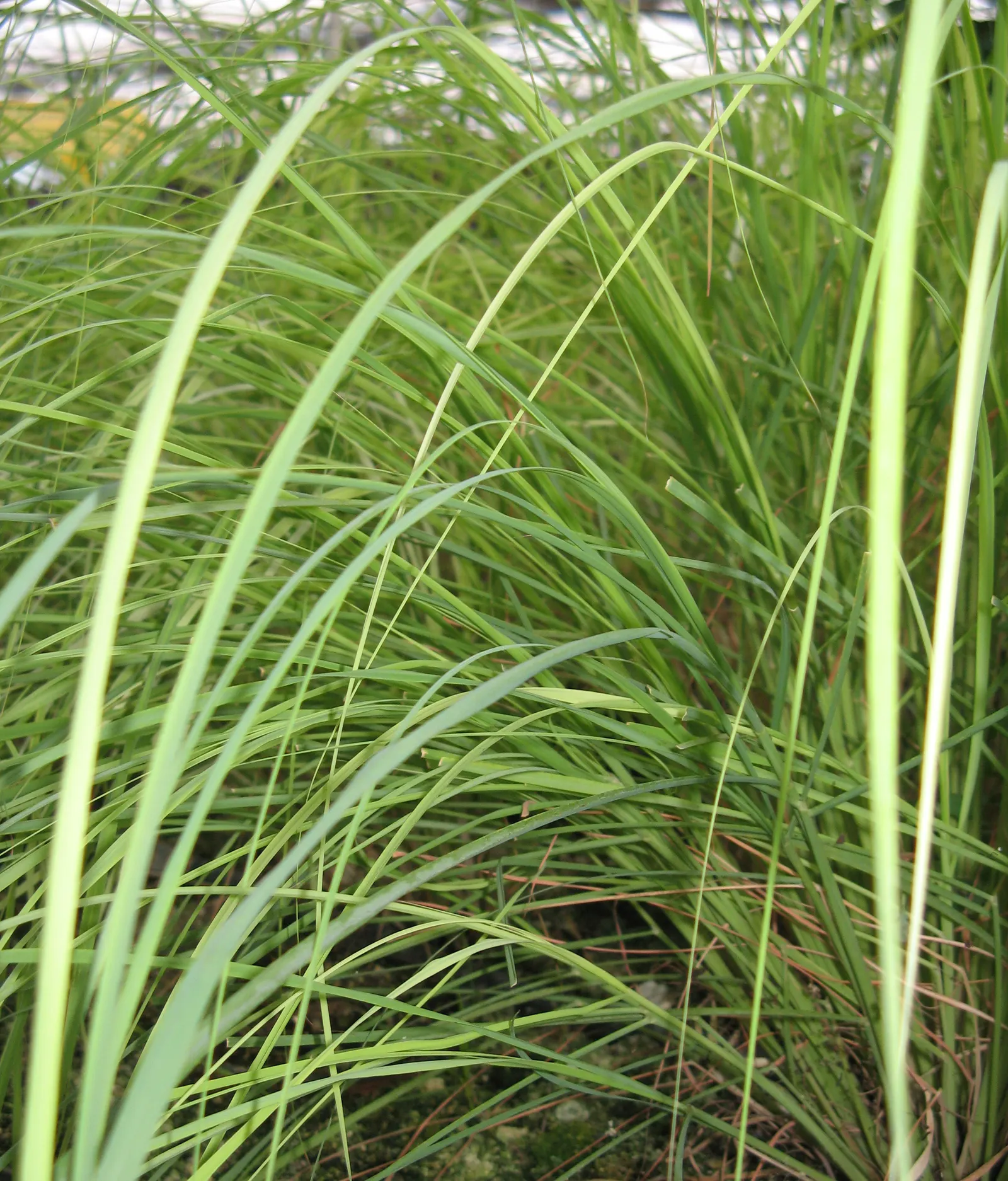 Lemon Grass (Cymbopogon Citratus) — Lemon Grass prefers full sun conditions and well-draining soil