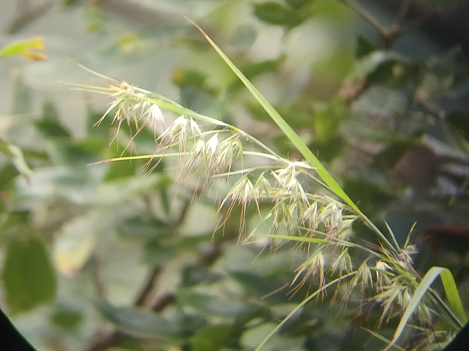 Lemon Grass (Cymbopogon Citratus) — slender leaves with a distinct lemony fragrance and a sleek; this aromatic grass showcases thin, arching green, image 139