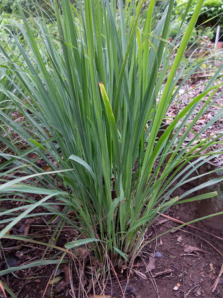 Lemon Grass (Cymbopogon Citratus) — keeping the appearance lush and contained within the space provided; lemon Grass prefers full sun conditions and, image 110