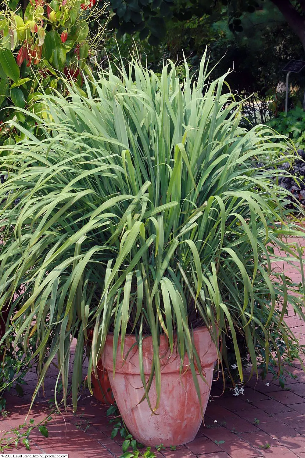 Lemon Grass (Cymbopogon Citratus) — Lemon Grass prefers full sun conditions and well-draining soil; its dense clumps are drought-tolerant once, image 64