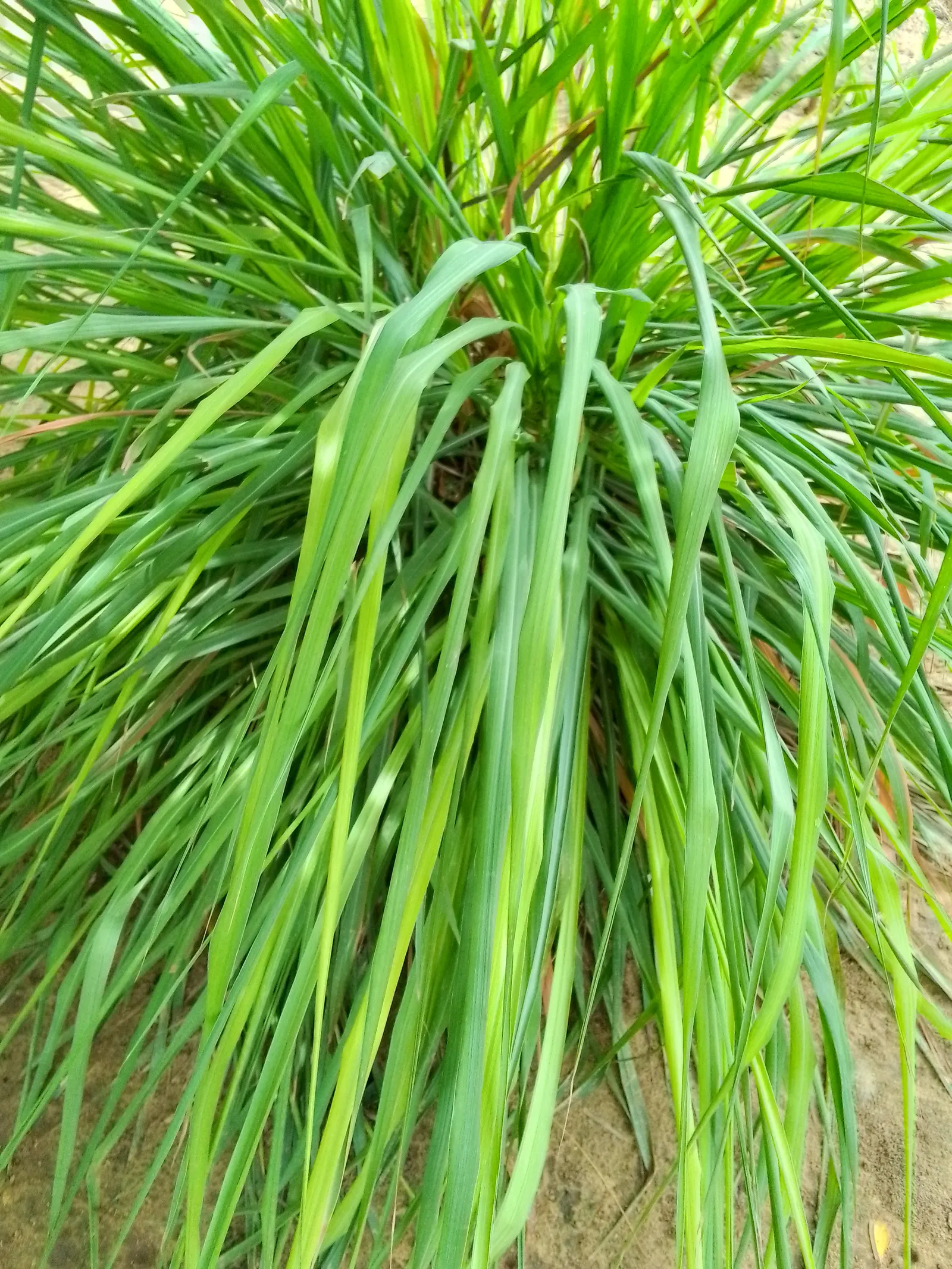 Lemon Grass (Cymbopogon Citratus) — making it a dual-purpose choice for your client's garden; it's not only a flavor-enhancing ingredient but also, image 51