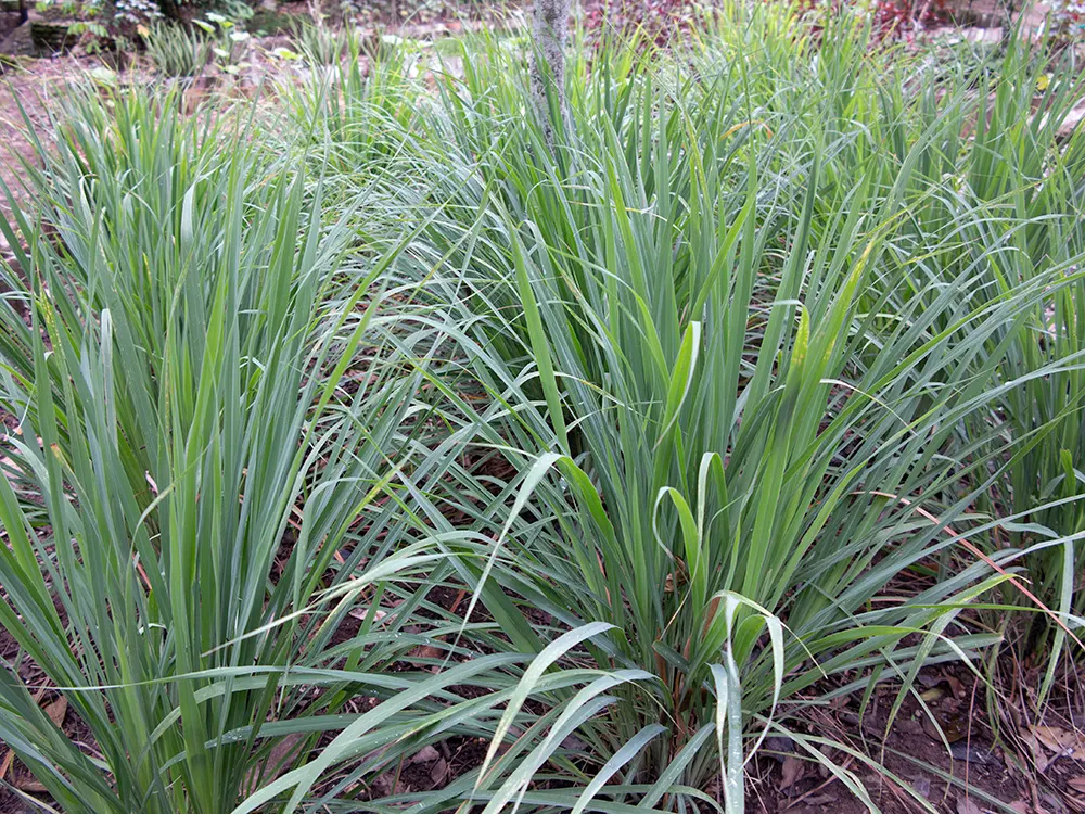 Lemon Grass (Cymbopogon Citratus) — grass with white blooms; requiring moderate watering - establish a consistent schedule, image 94