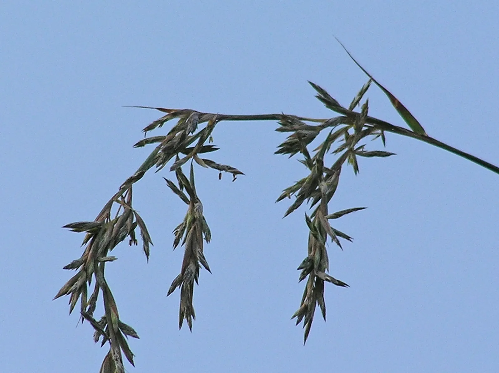 Lemon Grass (Cymbopogon Citratus) — Lemon Grass prefers full sun conditions and well-draining soil; its dense clumps are drought-tolerant once, image 45