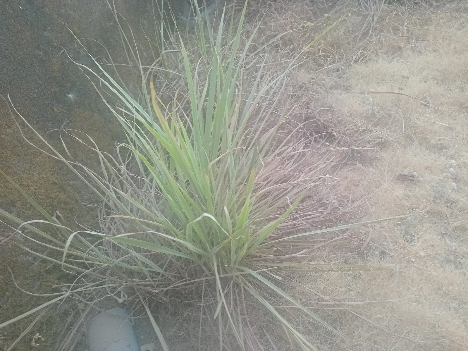 Lemon Grass (Cymbopogon Citratus) — a tropical perennial herb; grass with white blooms, image 98