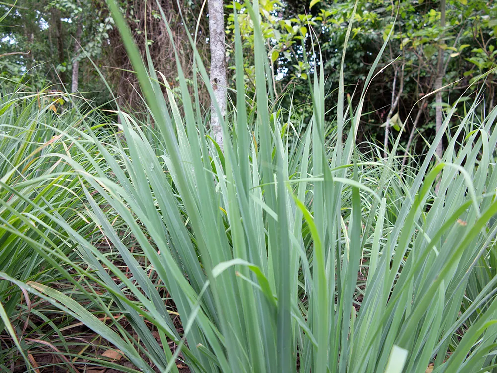 Lemon Grass (Cymbopogon Citratus) — keeping the appearance lush and contained within the space provided; lemon Grass prefers full sun conditions and, image 53