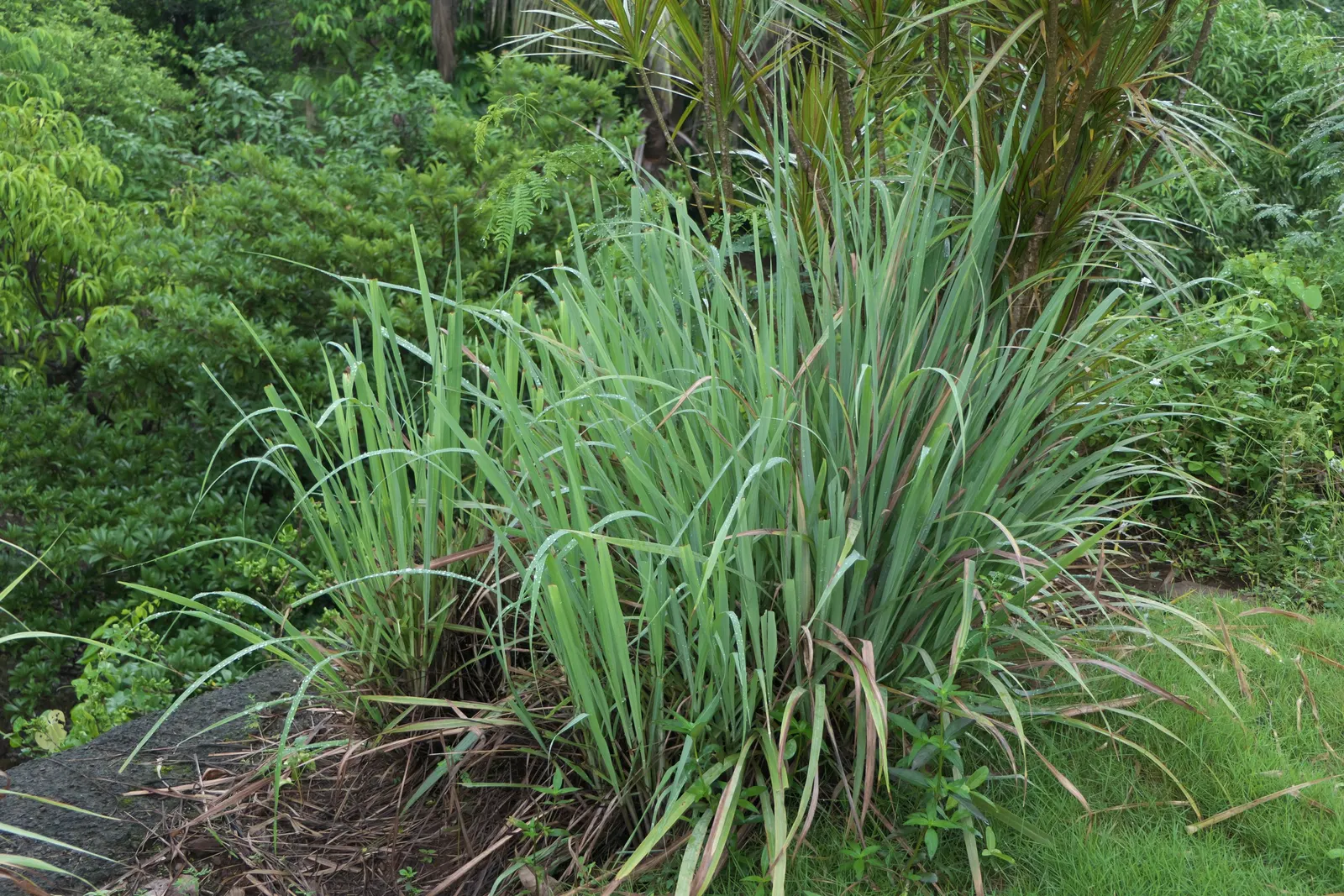 Lemon Grass (Cymbopogon Citratus) — Pruning the tops will encourage fuller growth; grass for full or half, image 147