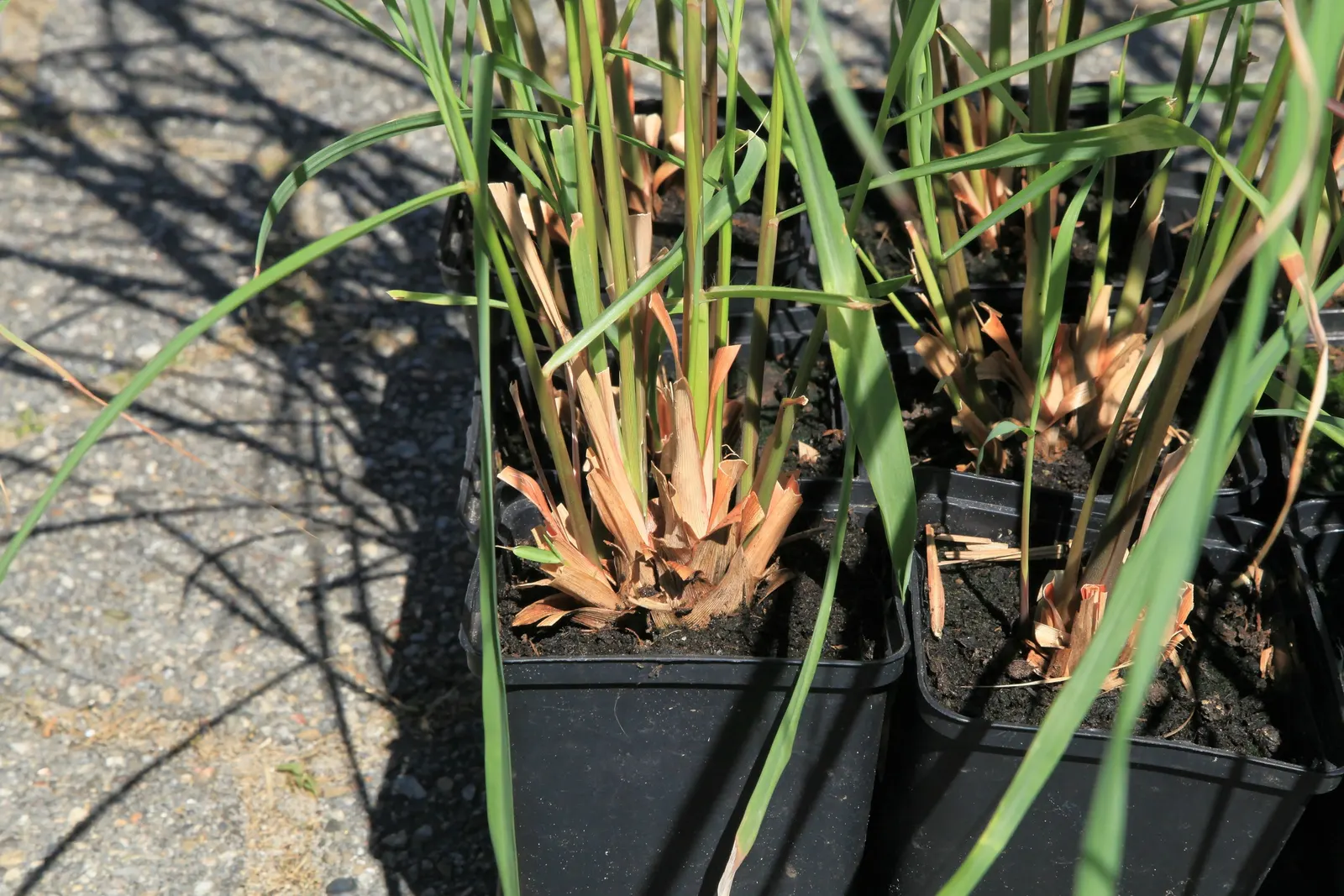 Lemon Grass (Cymbopogon Citratus) — requiring moderate watering - establish a consistent schedule