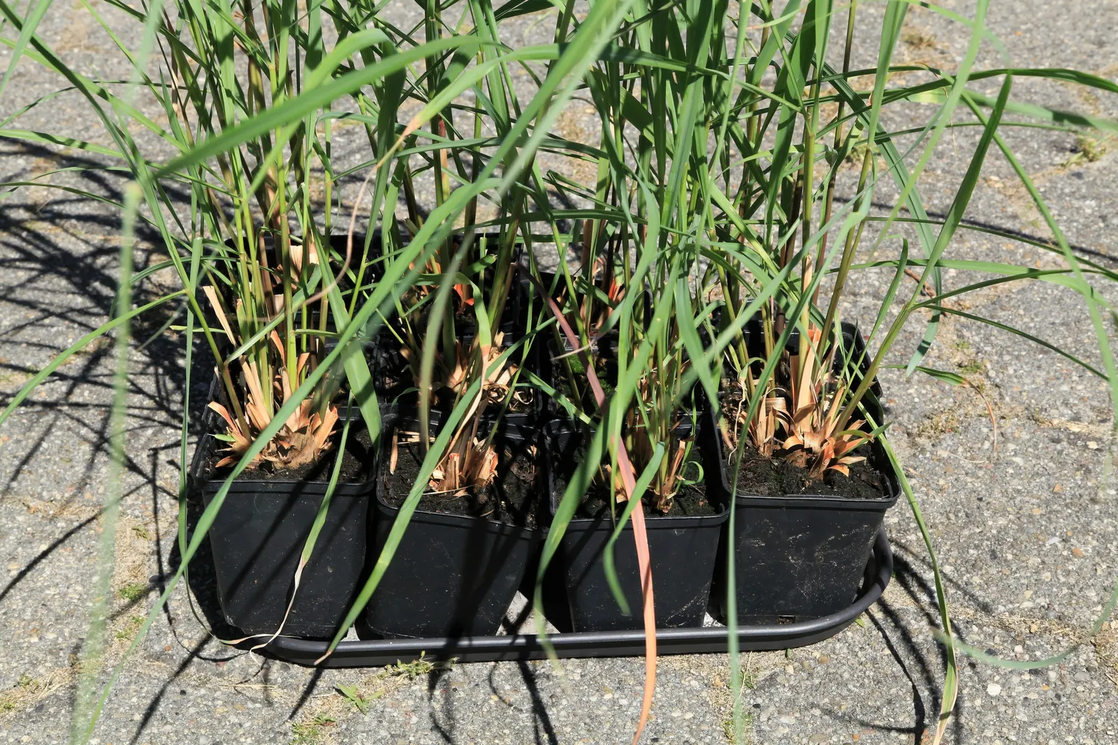 Lemon Grass (Cymbopogon Citratus) — making it a dual-purpose choice for your client's garden