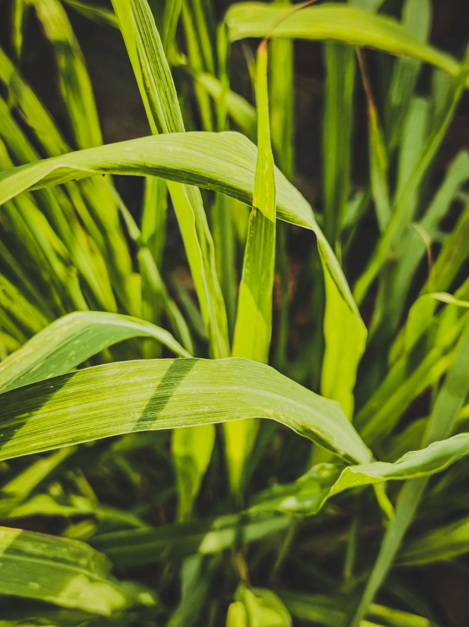 Lemon Grass (Cymbopogon Citratus) — reaching heights of 3 to 6 feet and spreading 2 to 4 feet wide; making it a dual-purpose choice for your, image 119