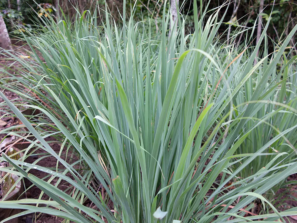 Lemon Grass (Cymbopogon Citratus) — reaching heights of 3 to 6 feet and spreading 2 to 4 feet wide; making it a dual-purpose choice for your client's garden