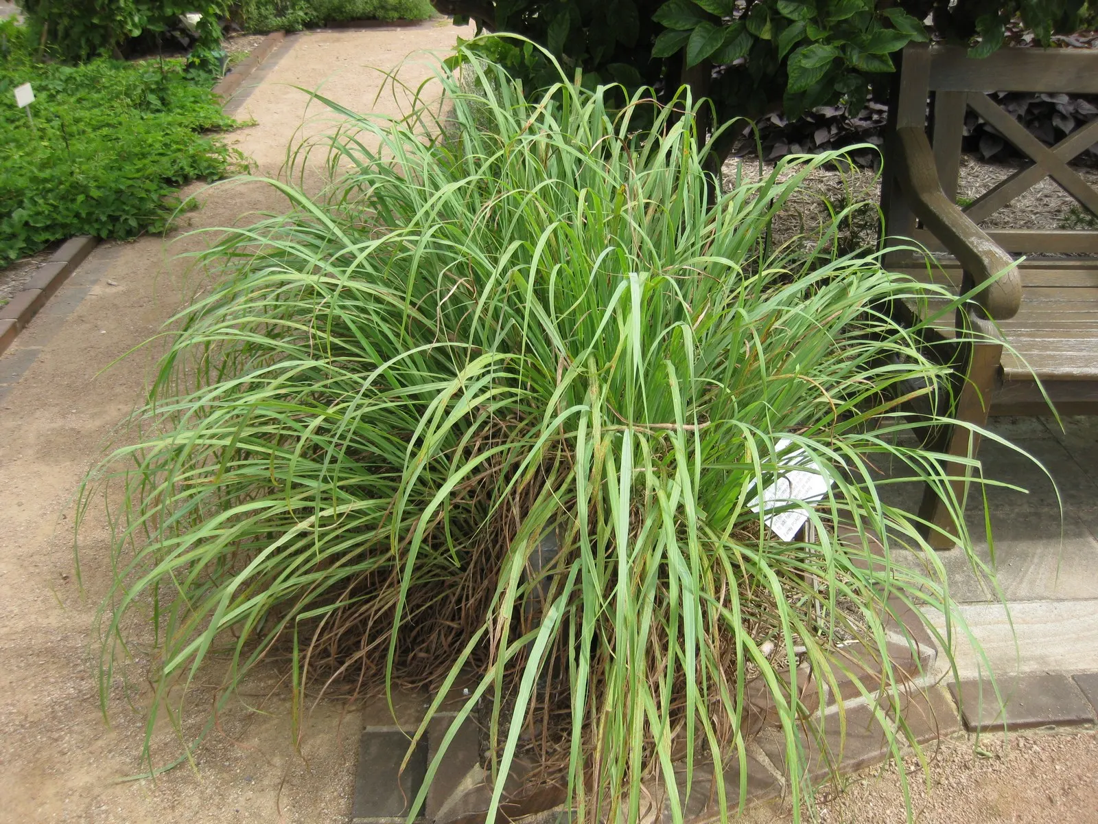 Lemon Grass (Cymbopogon Citratus) — it's not only a flavor-enhancing ingredient but also a natural deterrent for mosquitoes; reaching heights of 3, image 126