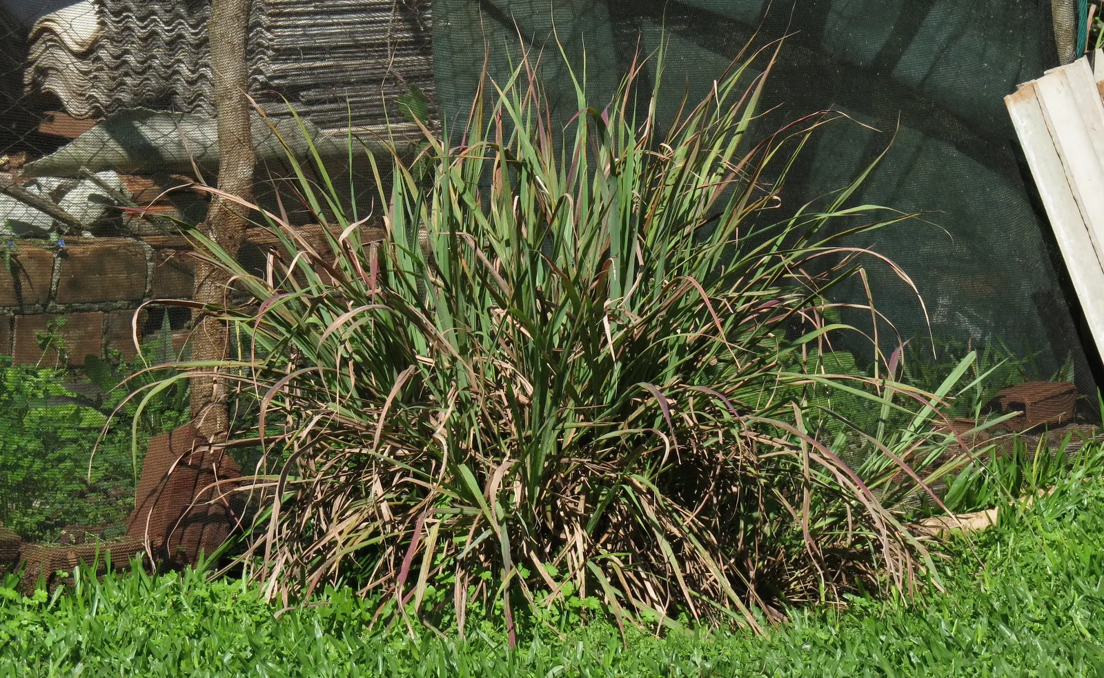 Lemon Grass (Cymbopogon Citratus) — making it a dual-purpose choice for your client's garden; it's not only a flavor-enhancing ingredient but also, image 127