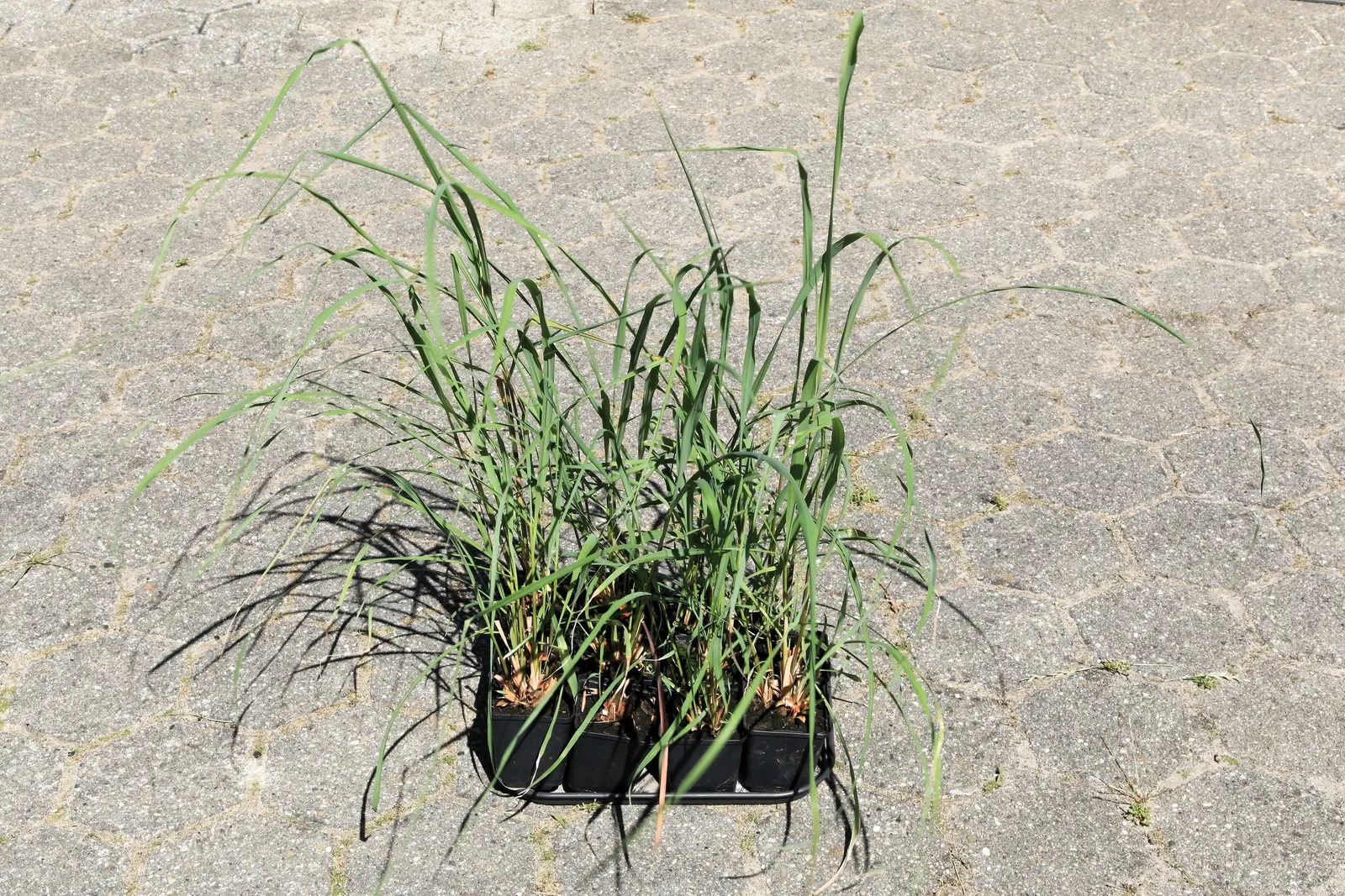 Lemon Grass (Cymbopogon Citratus) — making it a dual-purpose choice for your client's garden; it's not only a flavor-enhancing ingredient but also, image 108