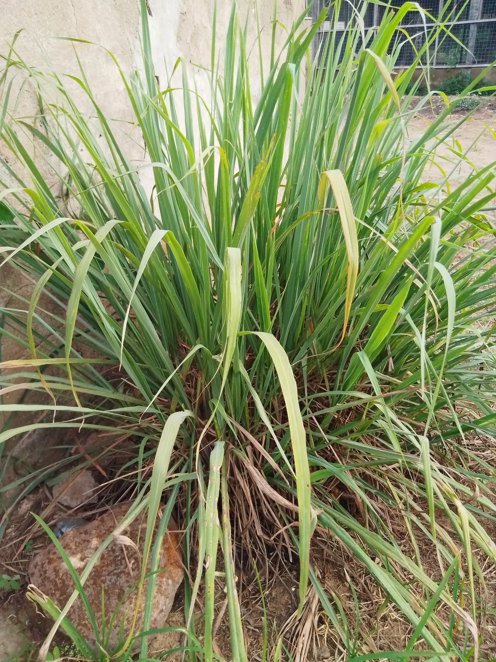 Lemon Grass (Cymbopogon Citratus) — requiring moderate watering - establish a consistent schedule; a tropical perennial herb, image 47