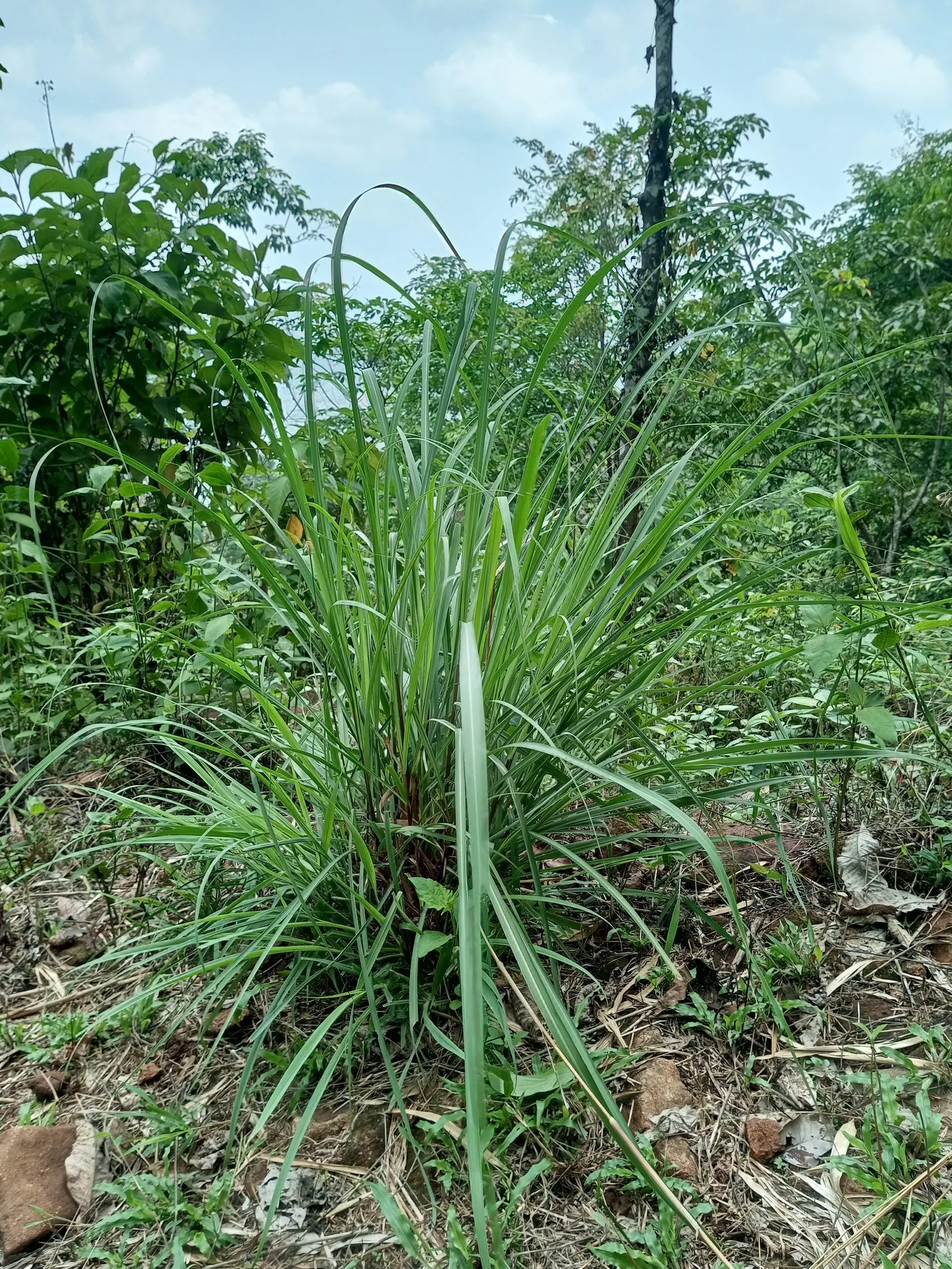 Lemon Grass (Cymbopogon Citratus) — Pruning the tops will encourage fuller growth; grass for full or half, image 128