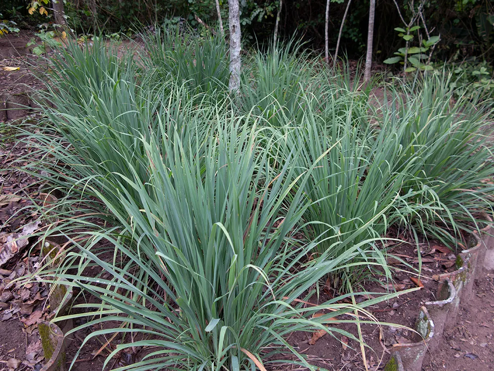 Lemon Grass (Cymbopogon Citratus) — This aromatic grass showcases thin, arching green leaves and a citrus scent; is an invaluable asset to any, image 39