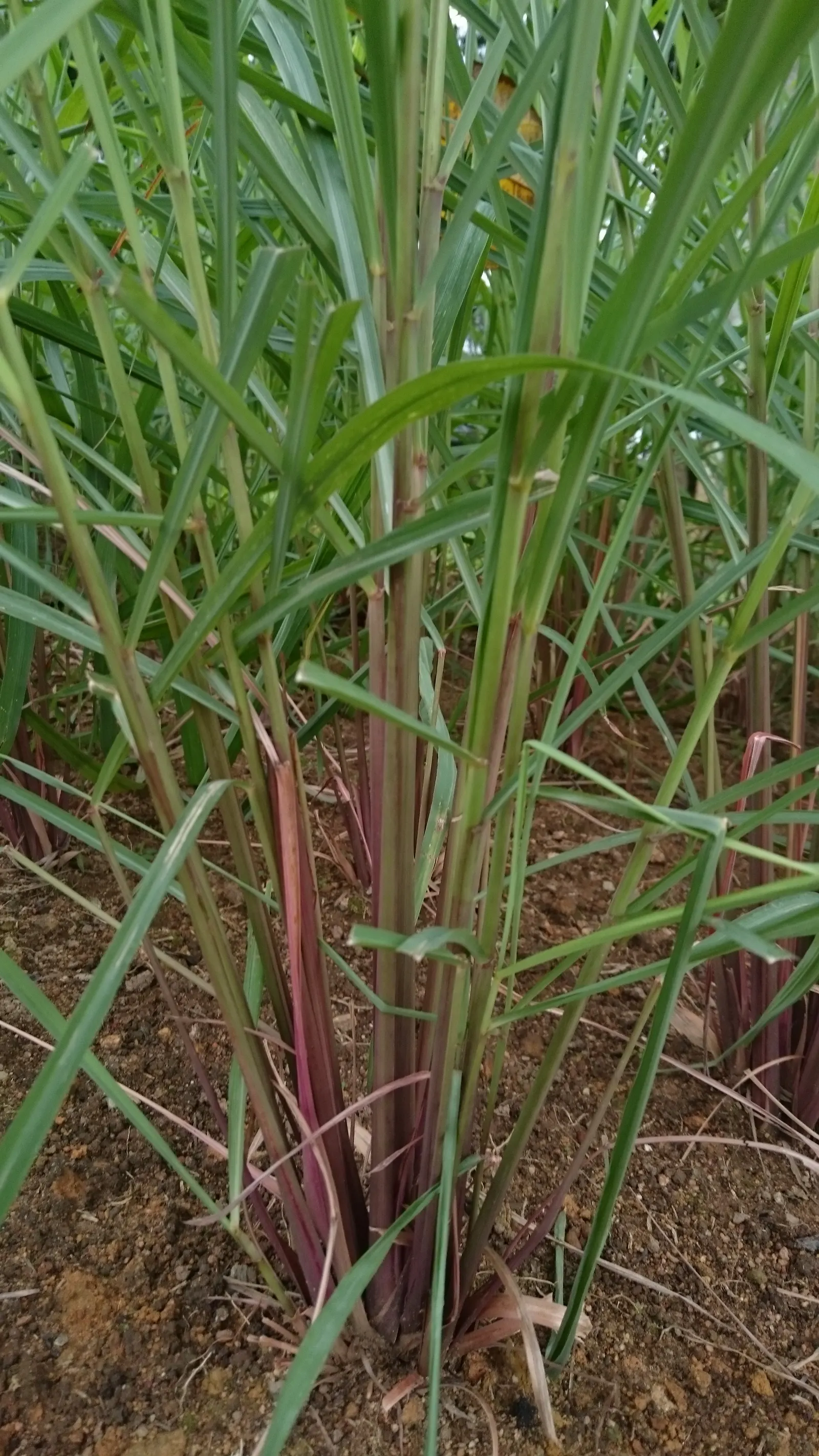 Lemon Grass (Cymbopogon Citratus) — This aromatic grass showcases thin, arching green leaves and a citrus scent; is an invaluable asset to any, image 134