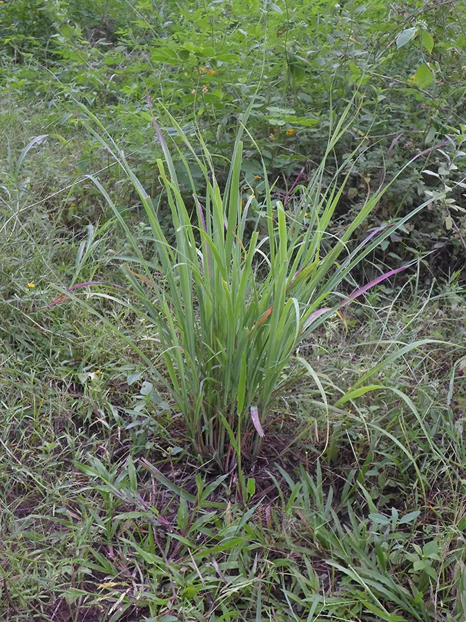 Lemon Grass (Cymbopogon Citratus) — a tropical perennial herb; grass with white blooms, image 79