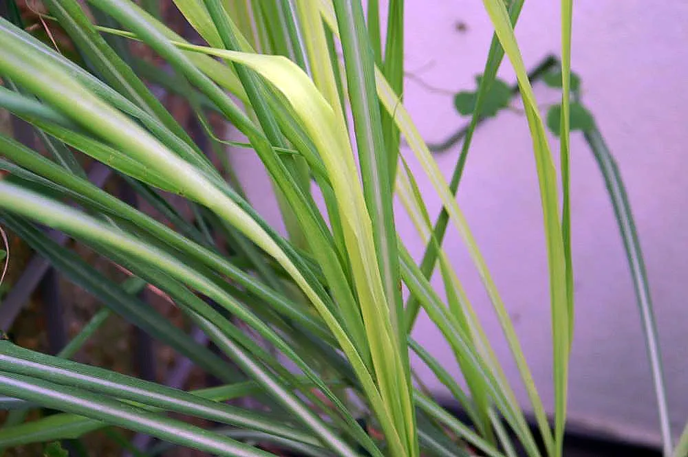 Lemon Grass (Cymbopogon Citratus) — grass for full or half; emphasize the simplicity of Lemon Grass maintenance: full sun, image 57