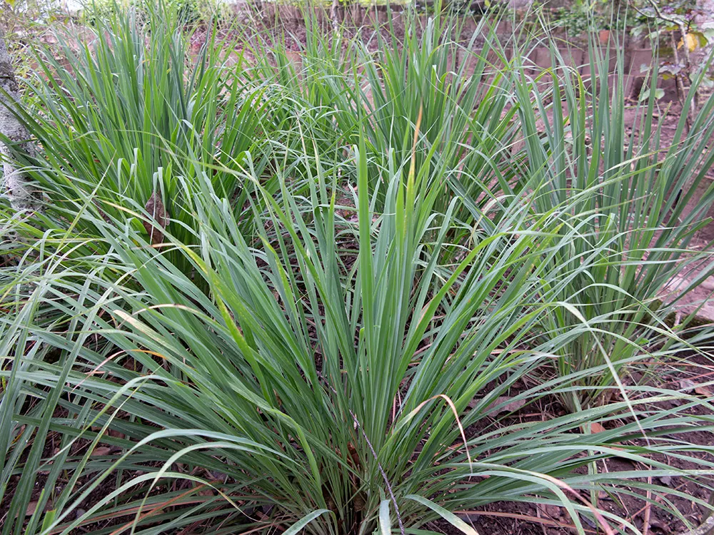 Lemon Grass (Cymbopogon Citratus) — Pruning the tops will encourage fuller growth; grass for full or half, image 109