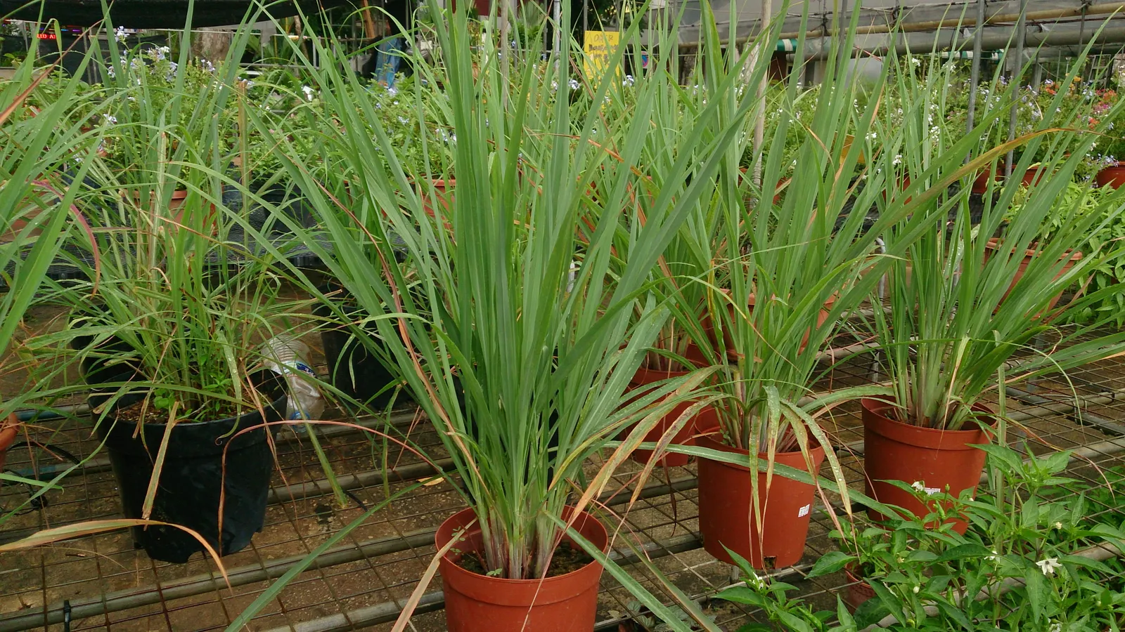 Lemon Grass (Cymbopogon Citratus) — requiring moderate watering - establish a consistent schedule; a tropical perennial herb, image 104