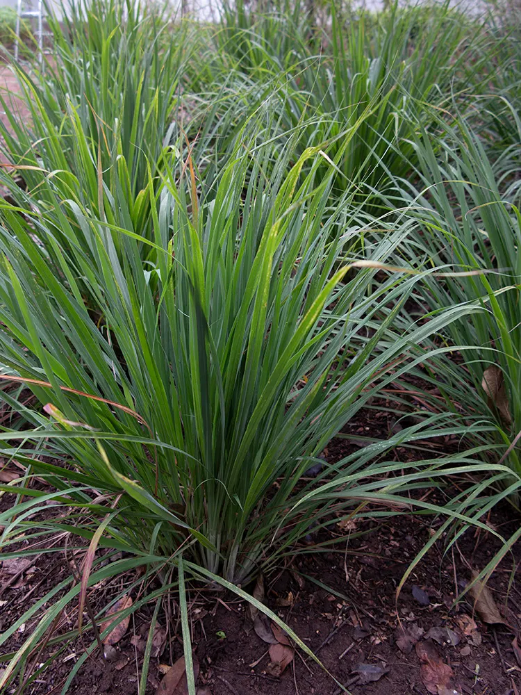Lemon Grass (Cymbopogon Citratus) — Its dense clumps are drought-tolerant once established; keeping the appearance lush and contained within the, image 141