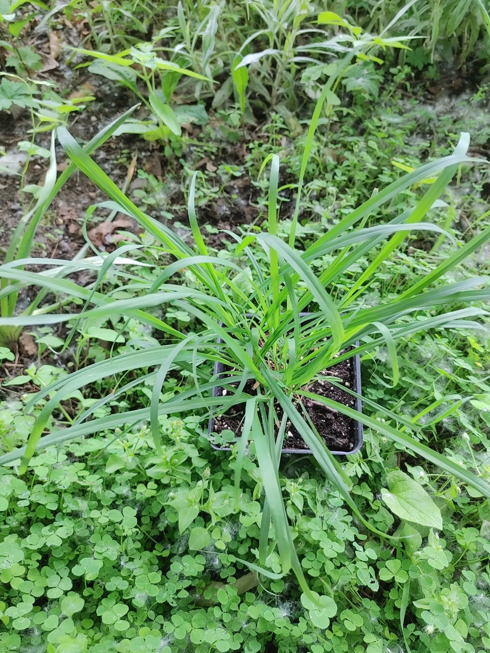 Lemon Grass (Cymbopogon Citratus) — This aromatic grass showcases thin, arching green leaves and a citrus scent; is an invaluable asset to any, image 115