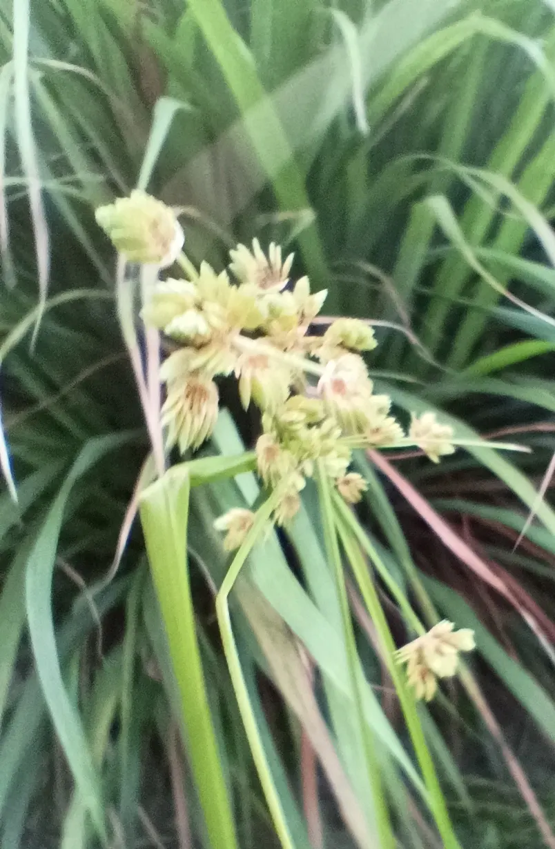 Lemon Grass (Cymbopogon Citratus) — emphasize the simplicity of Lemon Grass maintenance: full sun; pruning the tops will encourage fuller growth, image 73