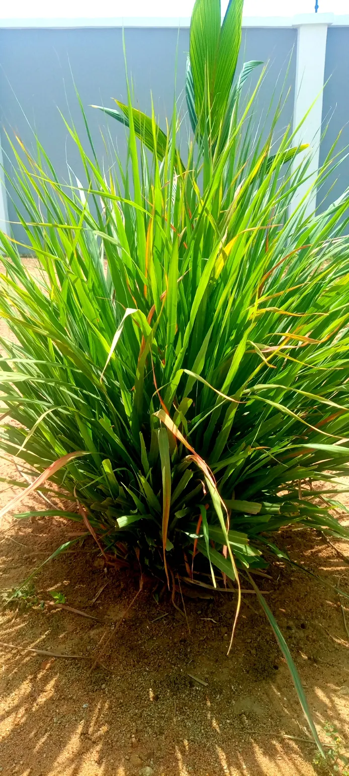 Lemon Grass (Cymbopogon Citratus) — it's not only a flavor-enhancing ingredient but also a natural deterrent for mosquitoes