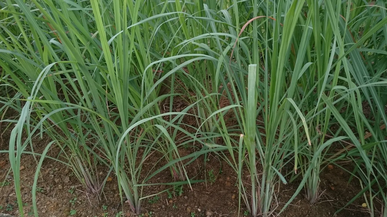 Lemon Grass (Cymbopogon Citratus) — keeping the appearance lush and contained within the space provided