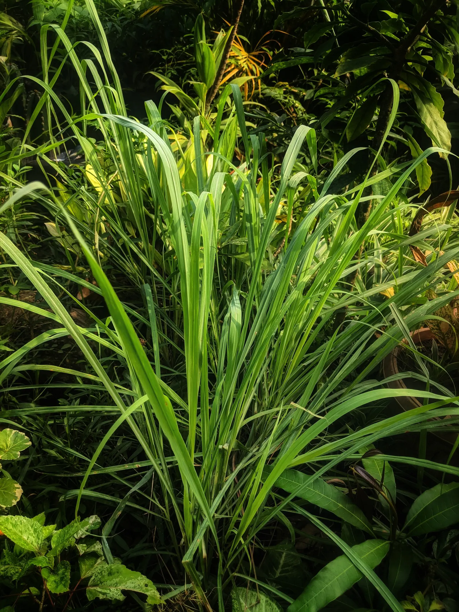 Lemon Grass (Cymbopogon Citratus) — white flowers in the garden; thriving in full sun and well-drained soil, lemongrass is drought-tolerant and, image 112