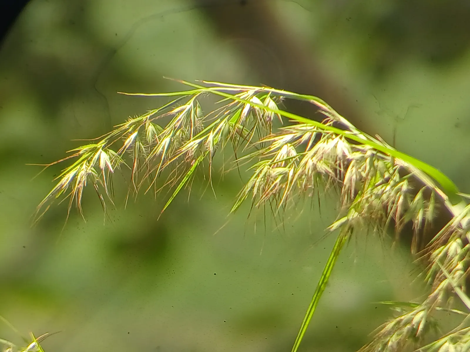 Lemon Grass (Cymbopogon Citratus) — Thriving in full sun and well-drained soil, lemongrass is drought-tolerant and requires minimal care; the essential oil
