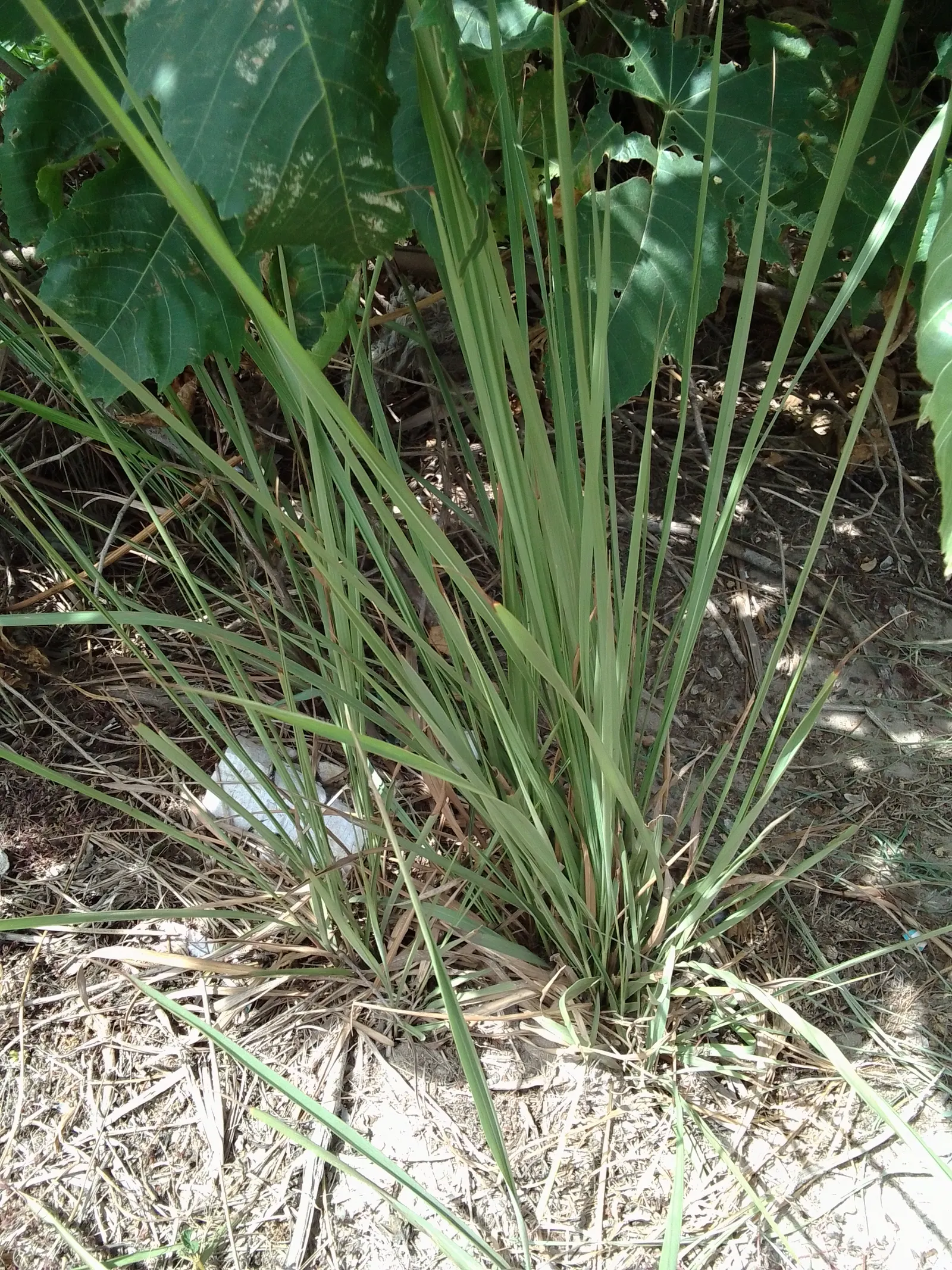 Lemon Grass (Cymbopogon Citratus) — slender leaves with a distinct lemony fragrance and a sleek; this aromatic grass showcases thin, arching green, image 82